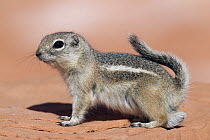 White-tailed Antelope Squirrel (Ammospermophilus leucurus), southern Nevada