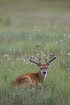 White-tailed Deer (Odocoileus virginianus) buck, Montana
