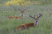 White-tailed Deer (Odocoileus virginianus) bucks, central Montana