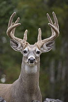 White-tailed Deer (Odocoileus virginianus) buck in velvet, western Montana