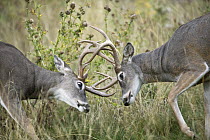 White-tailed Deer (Odocoileus virginianus) bucks sparring, western Montana
