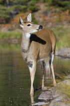 White-tailed Deer (Odocoileus virginianus) doe on lakeshore, western Montana