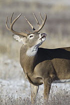 White-tailed Deer (Odocoileus virginianus) buck lip curling, Montana