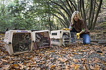 Raccoon (Procyon lotor) four month old orphaned juveniles being released into wild by volunteer, Michelle Ganote, WildCare, San Rafael, California