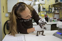 Raccoon (Procyon lotor) three week old baby examined by director of animal care, Melanie Piazza, at wildlife rehabilitation center, WildCare, San Rafael, California