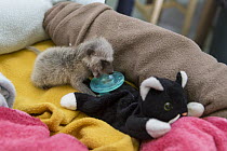 Raccoon (Procyon lotor) six day old orphaned baby sucking on pacifier at wildlife rehabilitation center, WildCare, San Rafael, California