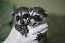 Raccoon (Procyon lotor) four week old orphaned babies in foster home, WildCare, San Rafael, California