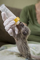 Raccoon (Procyon lotor) two week old orphaned baby bottle-feeding in foster home, WildCare, San Rafael, California