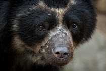 Spectacled Bear (Tremarctos ornatus), native to South America