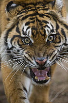 Sumatran Tiger (Panthera tigris sumatrae) male snarling, native to Sumatra