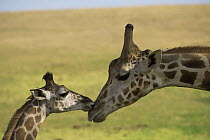 Rothschild Giraffe (Giraffa camelopardalis rothschildi) male calf nuzzling mother, native to Africa