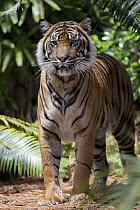 Sumatran Tiger (Panthera tigris sumatrae), native to Asia
