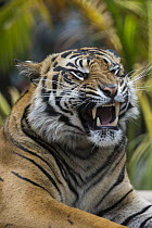 Sumatran Tiger (Panthera tigris sumatrae) snarling, native to Sumatra