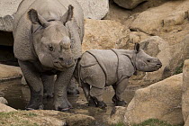 Indian Rhinoceros (Rhinoceros unicornis) mother and calf, native to Asia
