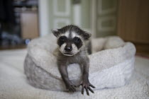 Raccoon (Procyon lotor) four week old orphaned baby in foster home, WildCare, San Rafael, California
