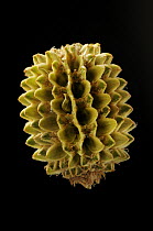Casuarina (Casuarina equisetifolia) fruit