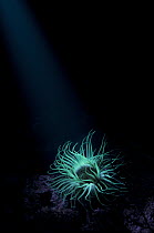 Tube-dwelling Anemone (Cerianthus membranaceus) showing fluorescence under ultraviolet light