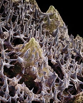 Sea Urchin (Cidaris cidaris) spicules and spines, seen under SEM, 150x magnification