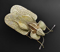 Sycamore Lace Bug (Corythucha ciliata) seen under SEM