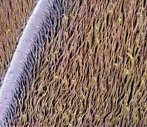 Red Palm Weevil (Rhynchophorus ferrugineus) antenna showing sensilla, seen under SEM, 1822x magnification