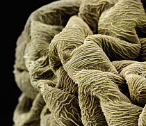 Coral Fountain (Russelia equisetiformis) anther, seen under SEM, 4000x magnification