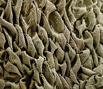 Coral Fountain (Russelia equisetiformis) anther, seen under SEM, 1436x magnification