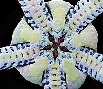 Basket Starfish (Ophiura ophiura) seen under SEM, 20x magnification