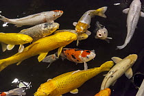 European Carp (Cyprinus carpio) group in pond, Japan