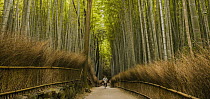Man bicycling through bamboo forest, Kyoto, Japan
