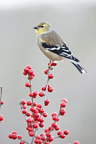 American Goldfinch (Carduelis tristis) in winter with berries, Maine