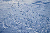 Emperor Penguin (Aptenodytes forsteri) tracks in snow, Queen Maud Land, Antarctica