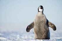 Emperor Penguin (Aptenodytes forsteri) chick with swings spread, Queen Maud Land, Antarctica