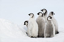 Emperor Penguin (Aptenodytes forsteri) chicks, Queen Maud Land, Antarctica