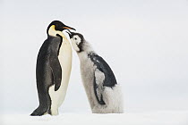 Emperor Penguin (Aptenodytes forsteri) molting chick begging for food, Queen Maud Land, Antarctica
