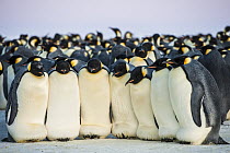 Emperor Penguin (Aptenodytes forsteri) colony huddling for warmth, Queen Maud Land, Antarctica