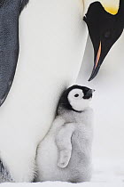 Emperor Penguin (Aptenodytes forsteri) parent tending to chick, Queen Maud Land, Antarctica