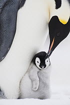 Emperor Penguin (Aptenodytes forsteri) parent grooming chick, Queen Maud Land, Antarctica