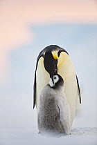 Emperor Penguin (Aptenodytes forsteri) parent feeding chick, Queen Maud Land, Antarctica