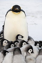Emperor Penguin (Aptenodytes forsteri) huddling with chicks for warmth, Queen Maud Land, Antarctica