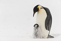 Emperor Penguin (Aptenodytes forsteri) parent with chick, Queen Maud Land, Antarctica
