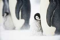 Emperor Penguin (Aptenodytes forsteri) parents with chicks, Queen Maud Land, Antarctica
