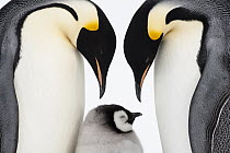 Emperor Penguin (Aptenodytes forsteri) parents with chick, Queen Maud Land, Antarctica