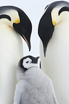 Emperor Penguin (Aptenodytes forsteri) parents with chick, Queen Maud Land, Antarctica