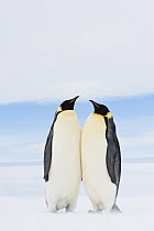 Emperor Penguin (Aptenodytes forsteri) pair courting, Queen Maud Land, Antarctica