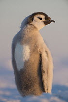 Emperor Penguin (Aptenodytes forsteri) molting chick, Queen Maud Land, Antarctica