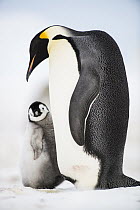 Emperor Penguin (Aptenodytes forsteri) parent with chick, Queen Maud Land, Antarctica