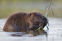 European Beaver (Castor fiber) feeding on willow twig, Bavaria, Germany