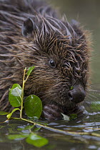 European Beaver (Castor fiber) juvenile feeding on willow twig, Bavaria, Germany