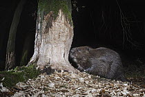 European Beaver (Castor fiber) gnawing tree at night, Spessart, Germany