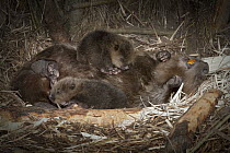 European Beaver (Castor fiber) playing with two newborn babies inside lodge, Germany